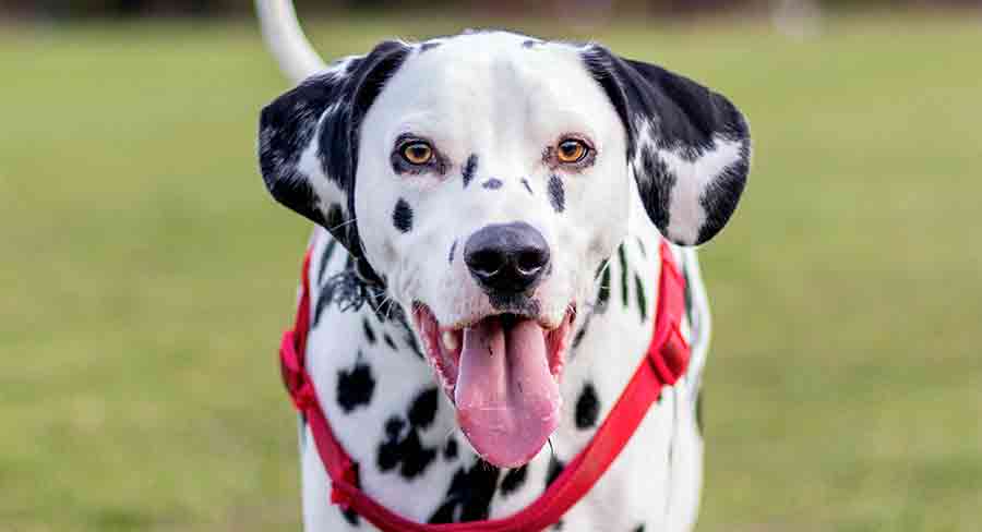 Dalmatian long dalmatian