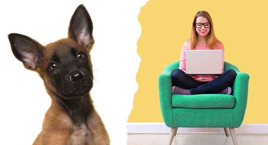 Finding A Belgian Dog Breed long Finding A Belgian Dog Breed