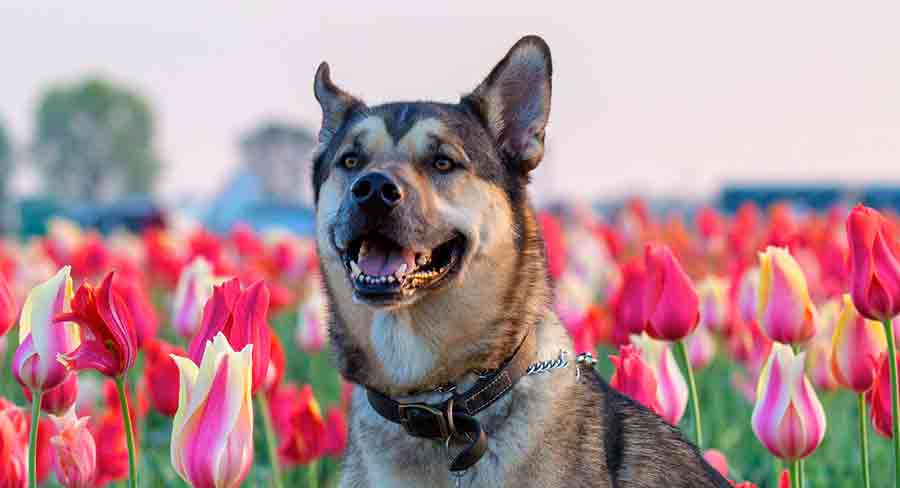 Kunming Wolfdog long_ kunming wolfdog