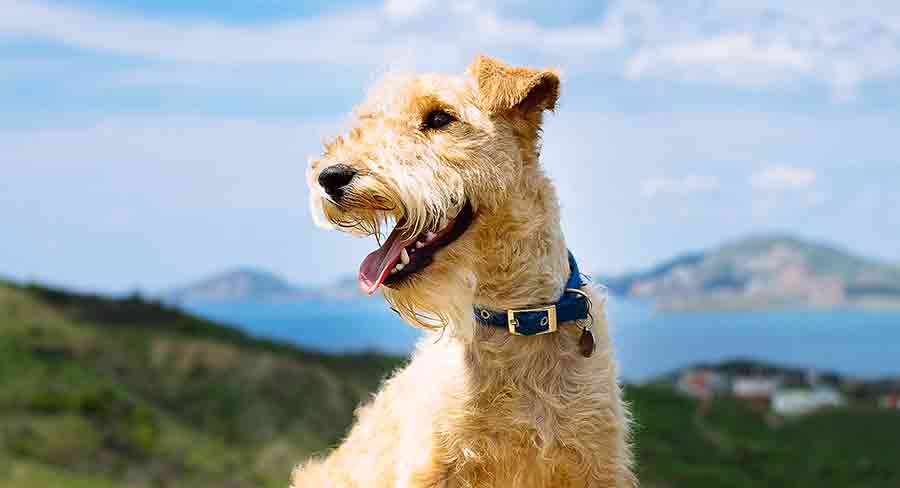 lakeland terrier