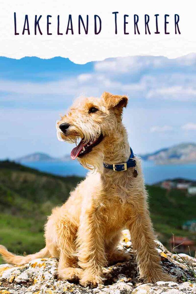 what type of dog is a lakeland terrier