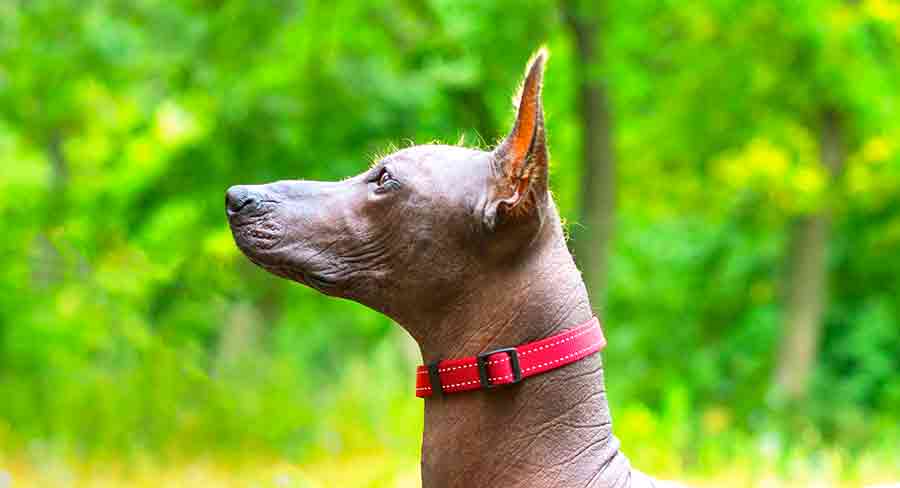 Mexican Hairless long mexican hairless dog