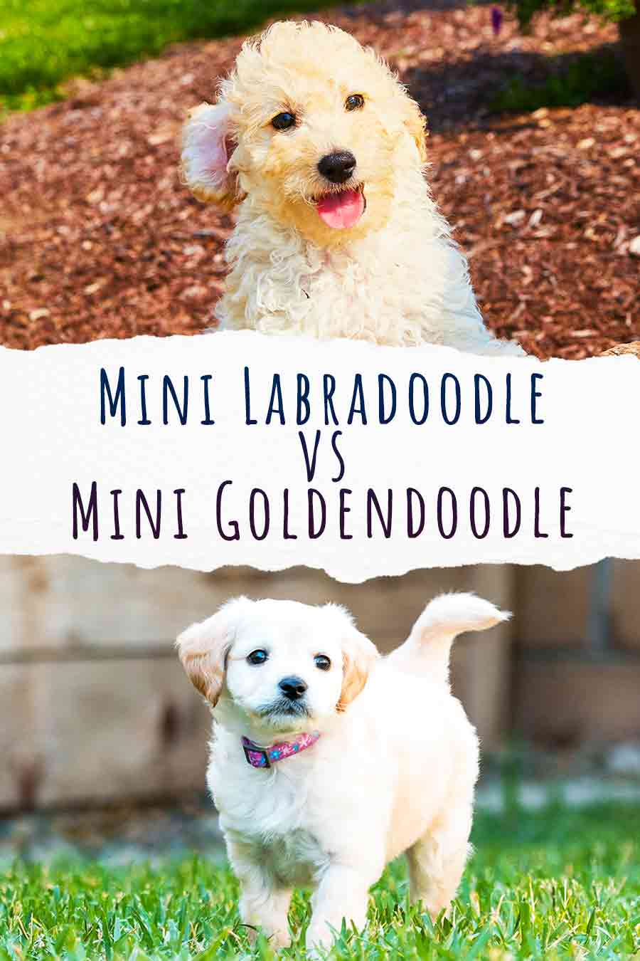 Mini Labradoodle vs Mini Goldendoodle - Which Doodle Is Best?