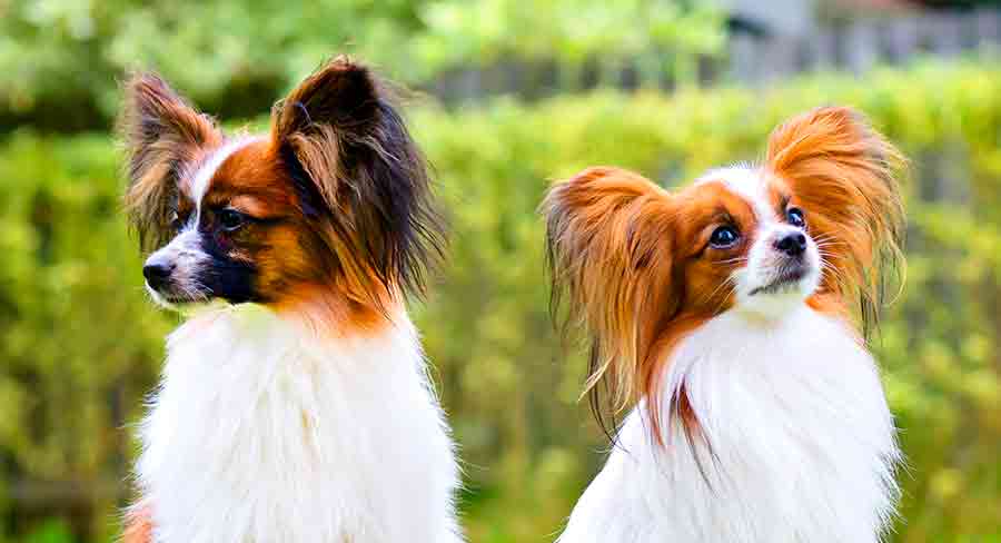 two adult papillon toy dog breeds