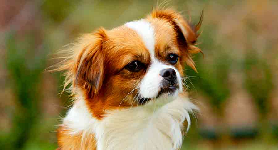 are papillon with miniature poodle