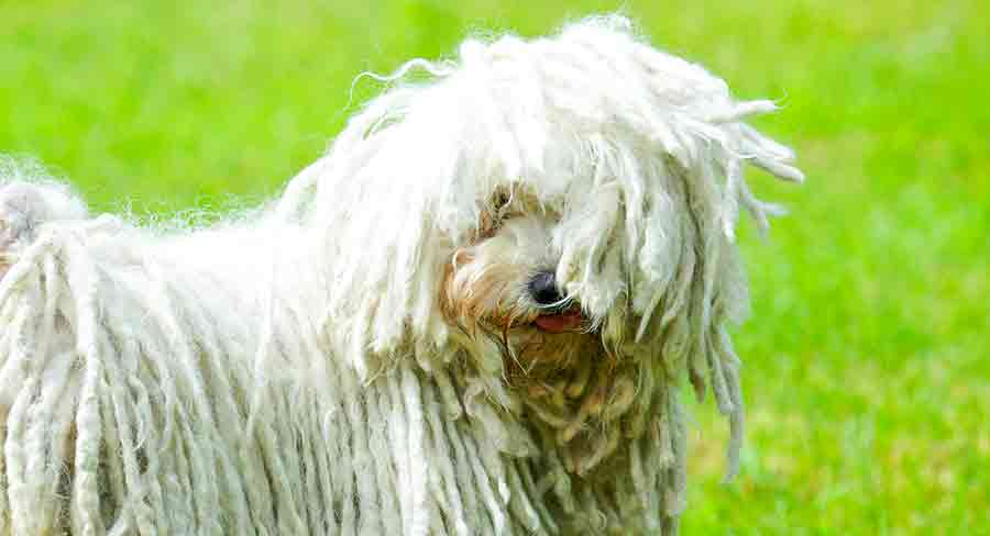 Puli long puli