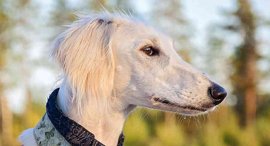 saluki