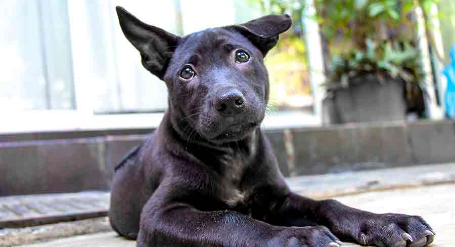 Thai Ridgeback long thai ridgeback
