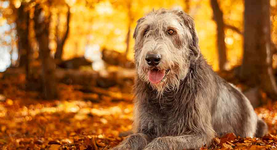 Wolfhound long wolfhound