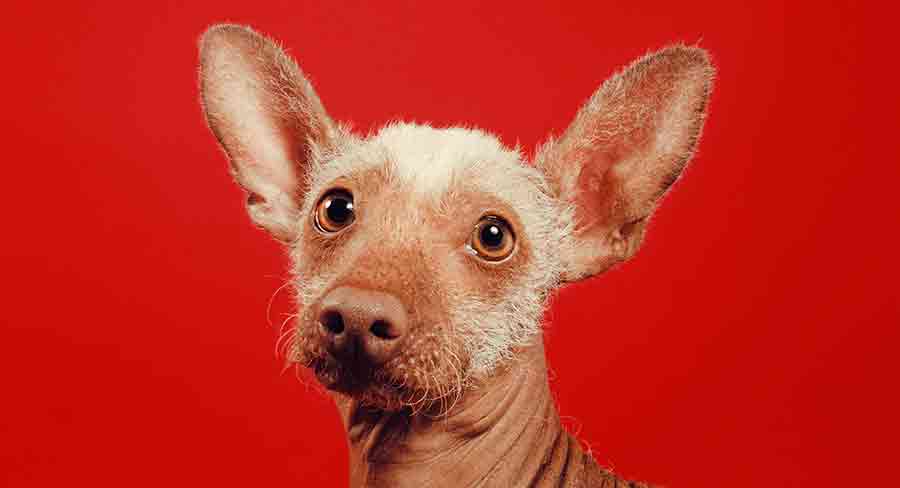 Xoloitzcuintli long Xoloitzcuintli