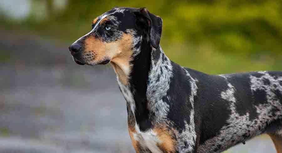 are catahoula leopard dogs deaf