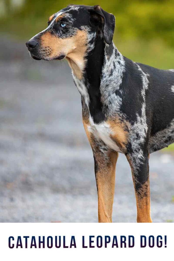 do catahoula leopard dog bark a lot