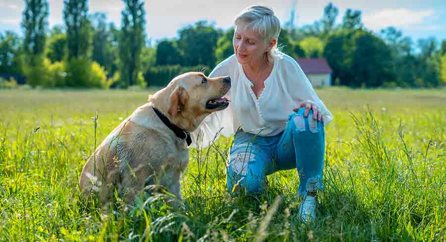 best dog for seniors best dog for seniors