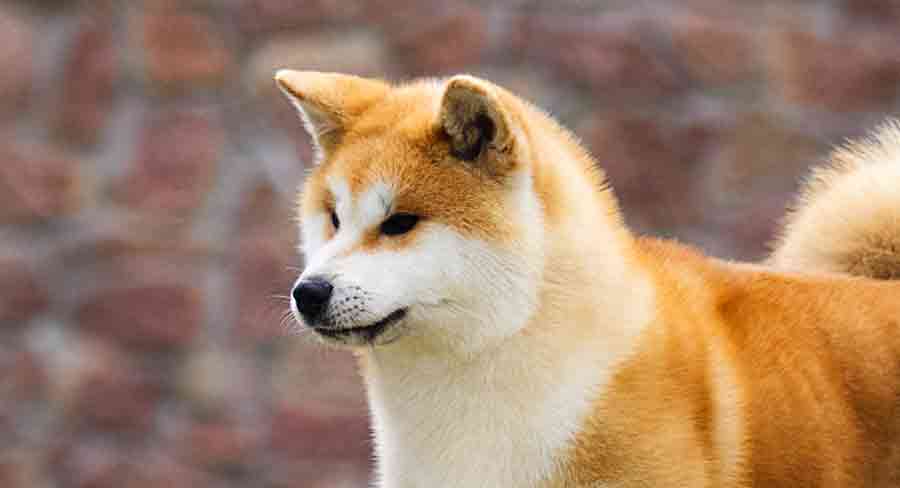 akitas are popular dogs with pointy ears