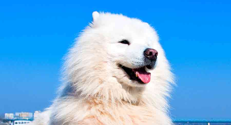 American Eskimo Dog header american eskimo dog