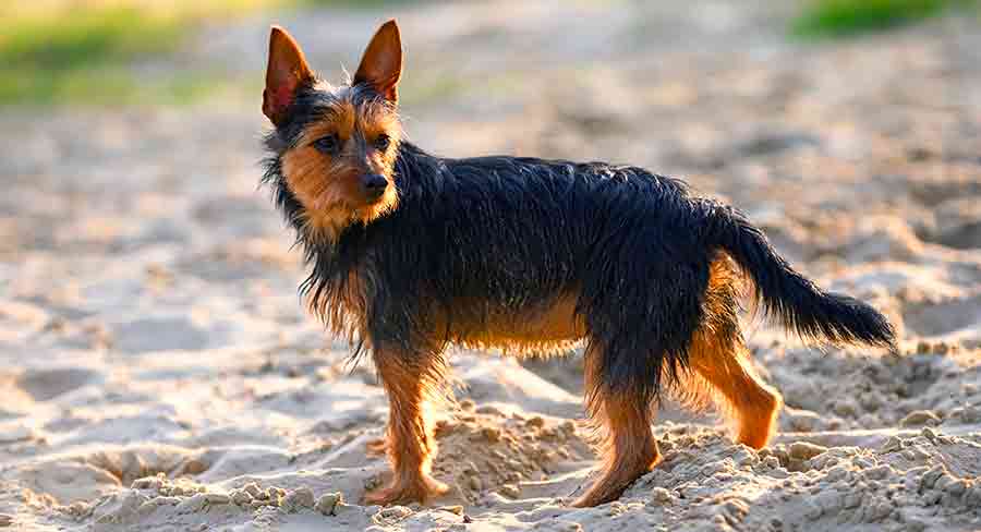 Austrian terrier best sale