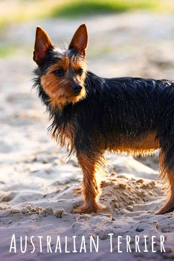 what does a australian terrier look like