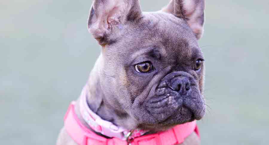 french bulldog blue fawn