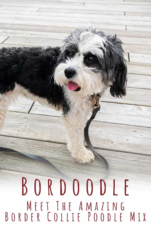 Bordoodle Complete Guide To The Intelligent Border Collie Poodle Mix