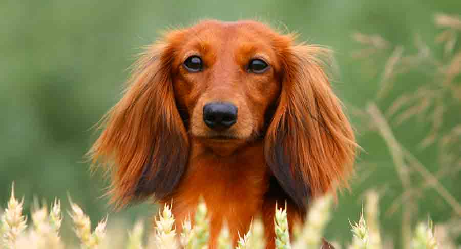 red dachshund