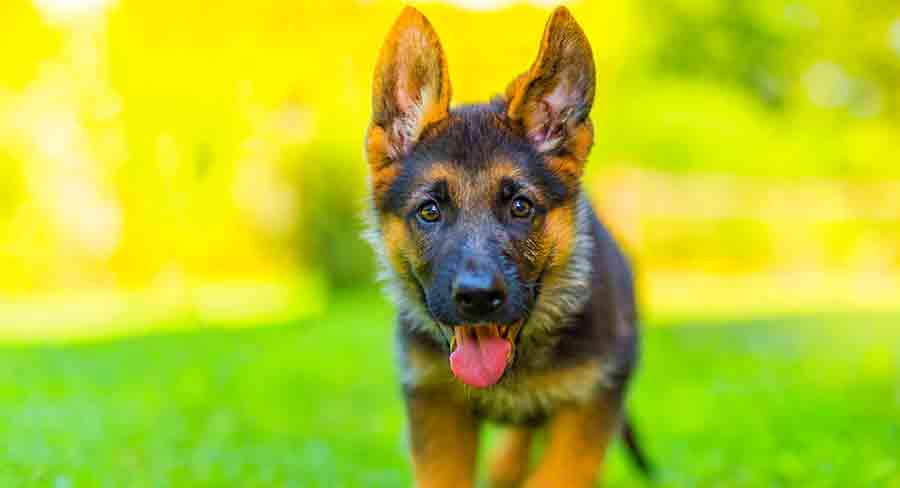 German Shepherd header german dog breeds
