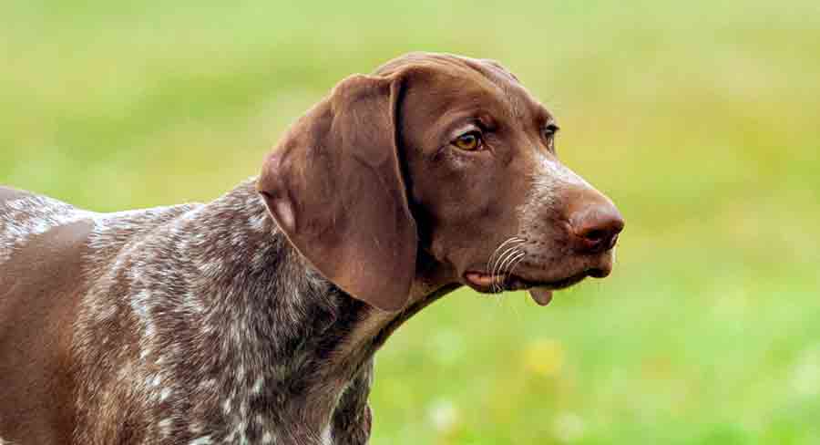 Dog breeds best sale with speckled coats