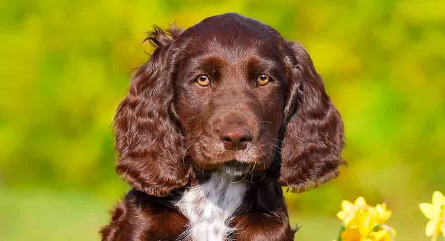 German Spaniel header german spaniel
