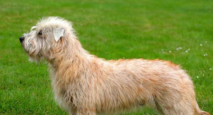 Irish Dog Breeds – All About Ireland’s Amazing Native Pups