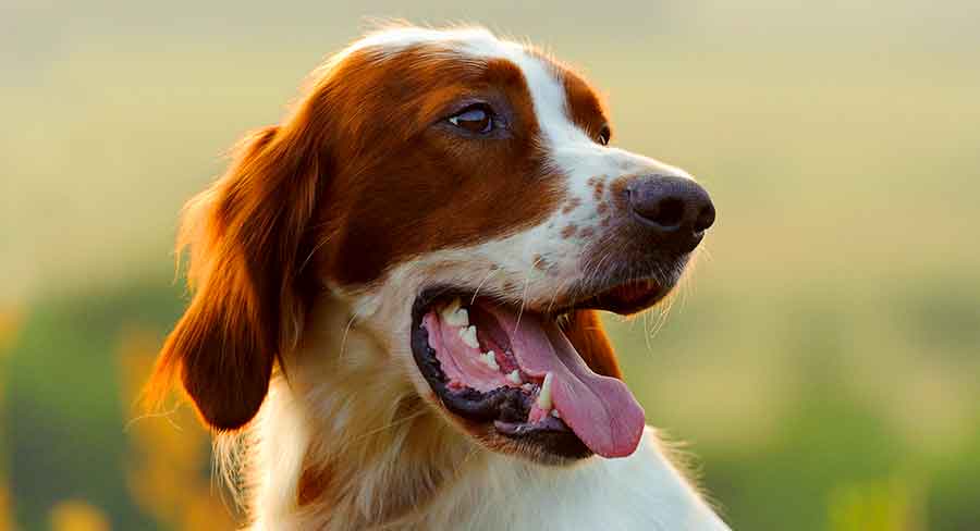 irish red and white setter