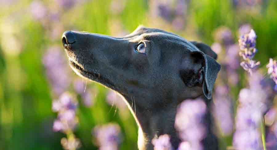 italian greyhound looking upwards