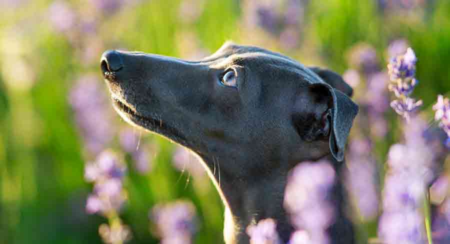 italian greyhound