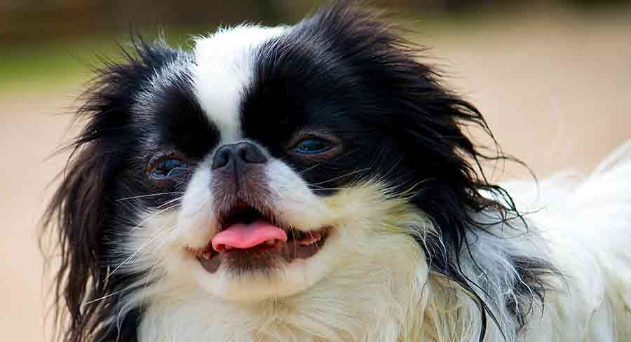 japanese chin