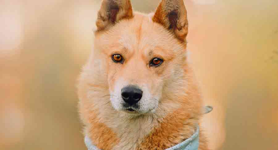 Japanese Dog Breed Mixes header japanese dog