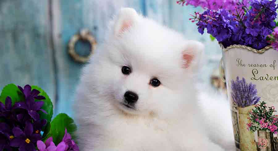Japanese Spitz header japanese spitz