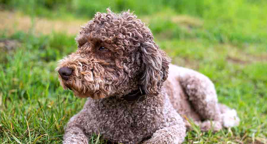 lagotto romagnolo