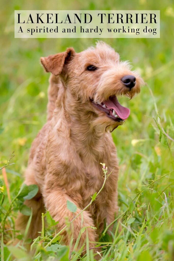 photo of a lakeland terrier in a grassy field