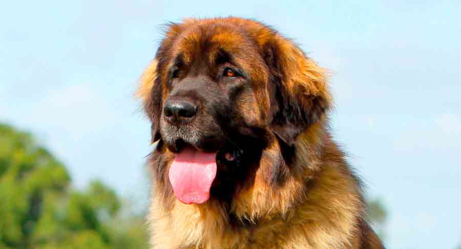 Leonberger header leonberger