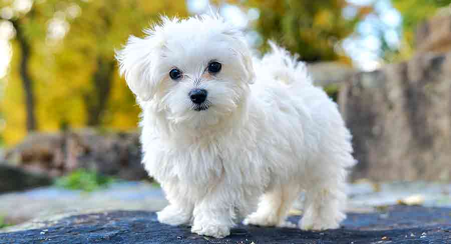 little white fluffy dogs