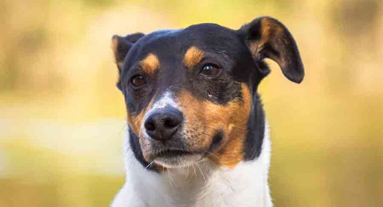 Spanish Dog Breeds Discover The Fabulous Dog Breeds From Spain spanish-dog-breeds-discover-the-fabulous-dog-breeds-from-spain