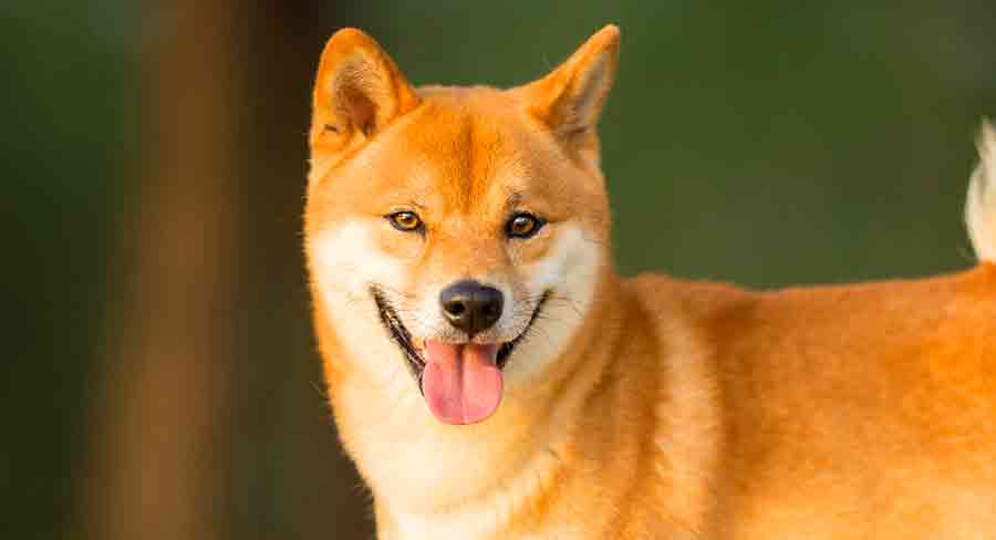 shiba inu