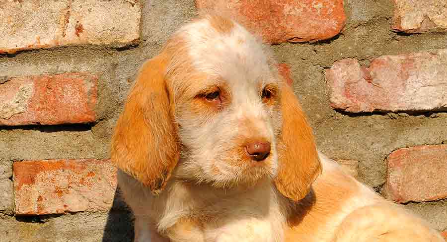 how much does a spinone italiano puppy cost