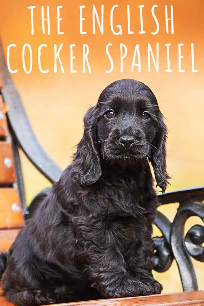 Big Black Cocker Spaniel | vlr.eng.br