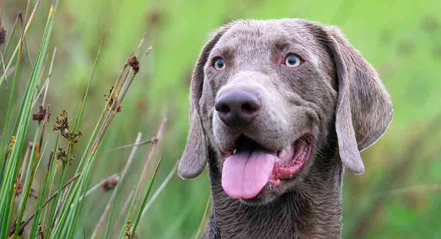 Weimaraner header weimaraner