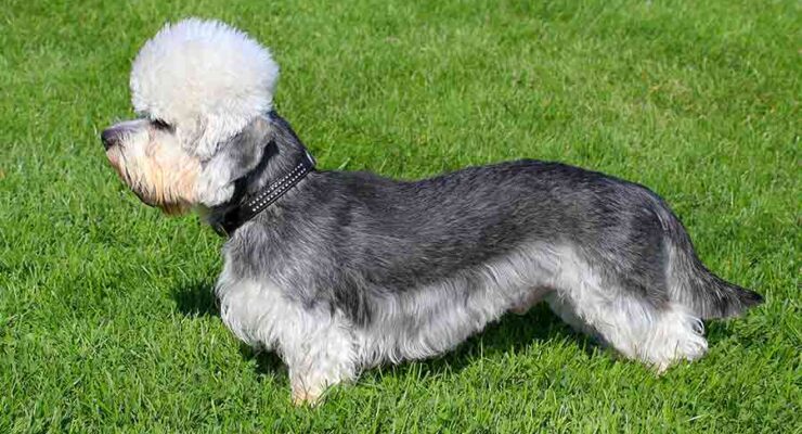 Dandie Dinmont Terrier - A Complete Dog Breed Information Guide