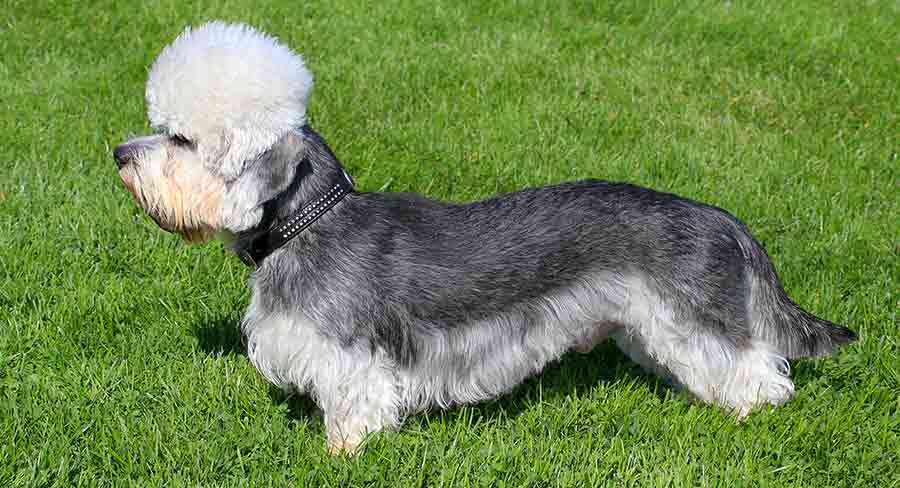 Dandie Dinmont Terrier - A Complete Dog Breed Information Guide