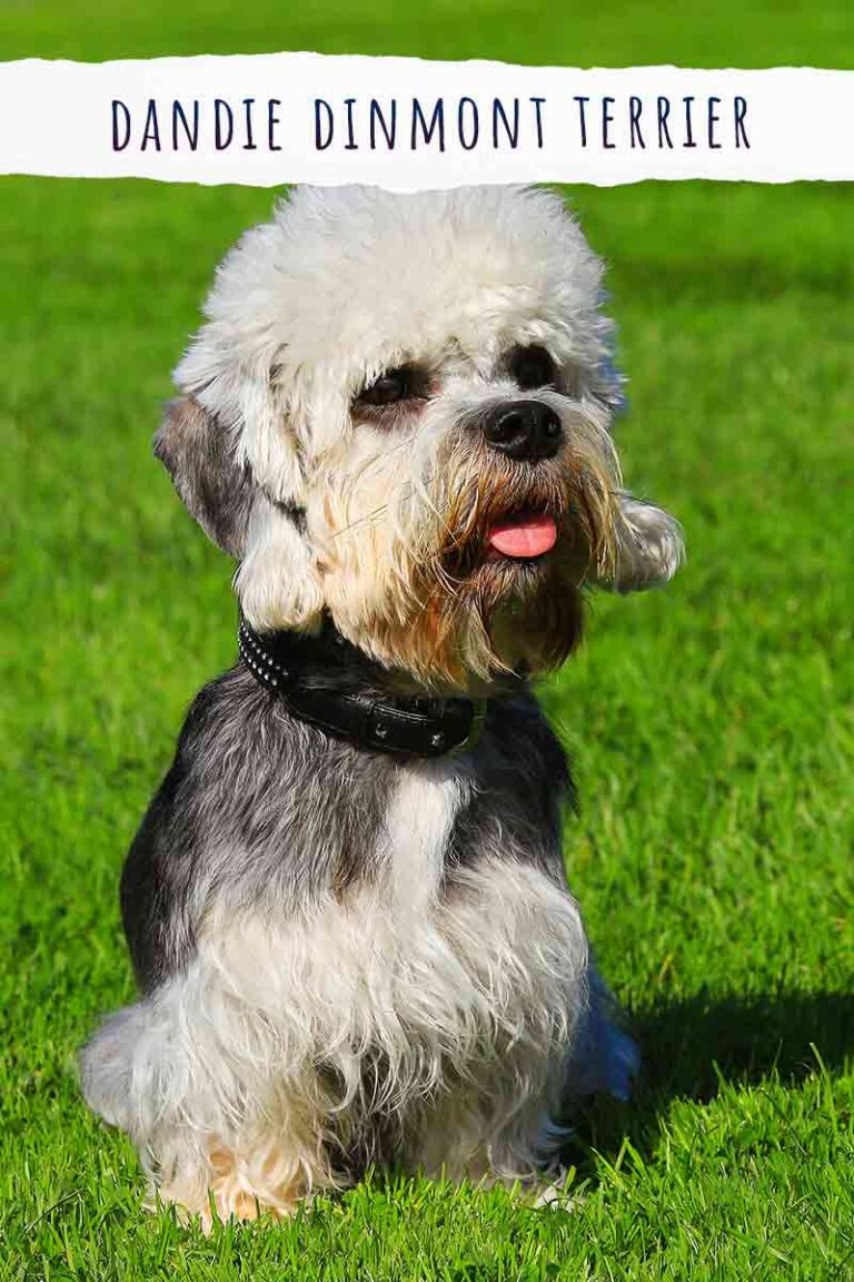 Dandie Dinmont Terrier - A Complete Dog Breed Information Guide