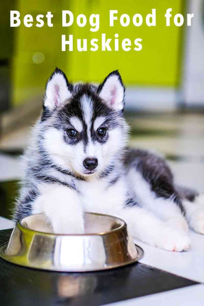 what is the best brand of dog food for huskies