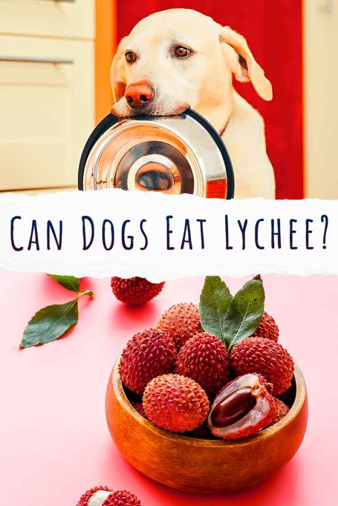 lychee for dogs