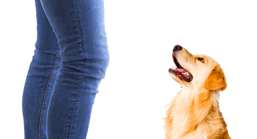 dwarf golden retriever