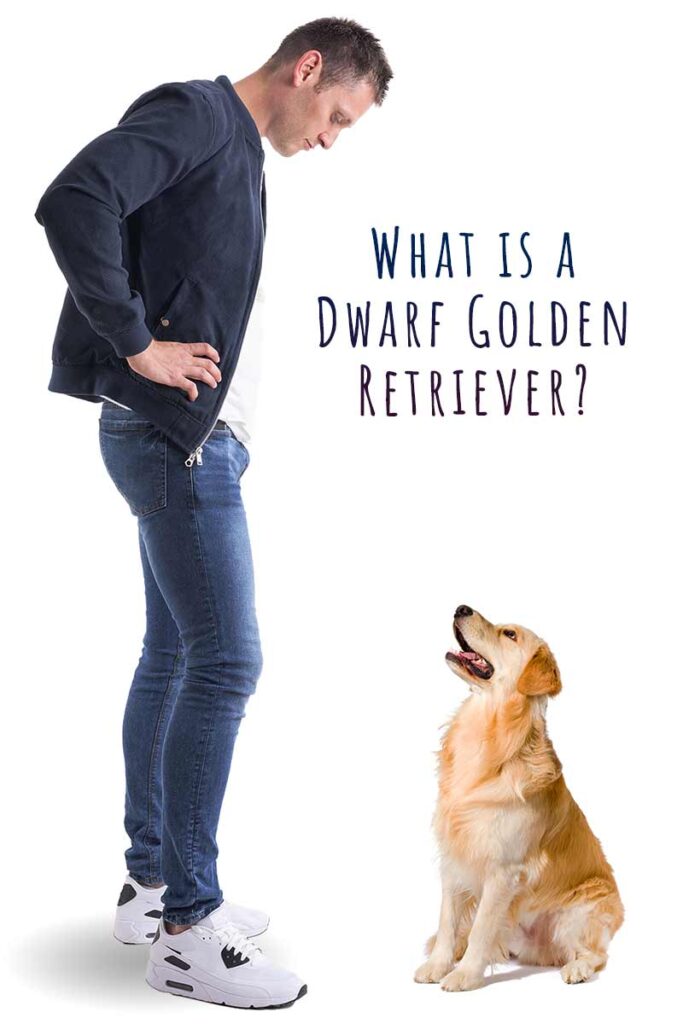 dwarf golden retriever